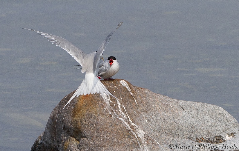 Sterne pierregarin 6847_wm.jpg - Sternes pierregarins, Common Terns, Sterna hirundo (Öland, Suède, mai 2011)